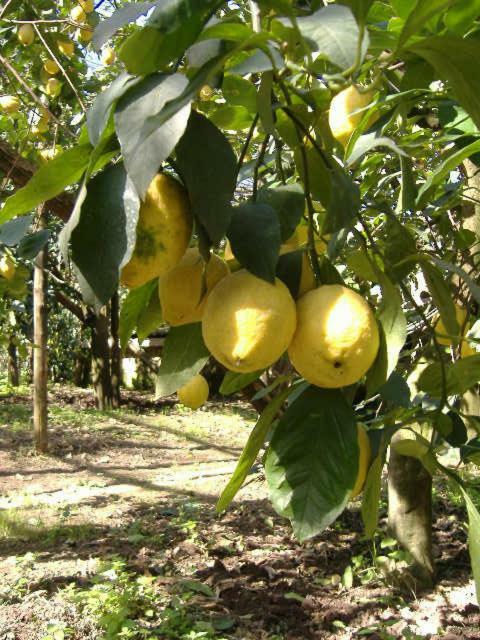 Azienda Agricola Veniero Piano di Sorrento Kültér fotó